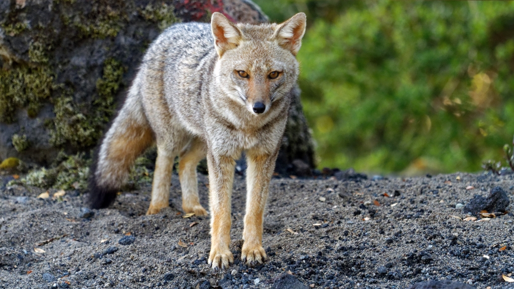 10 - Puerto Varas (23) - Renard gris.jpg